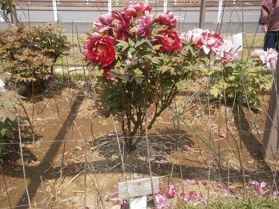 島錦P4170191.jpg