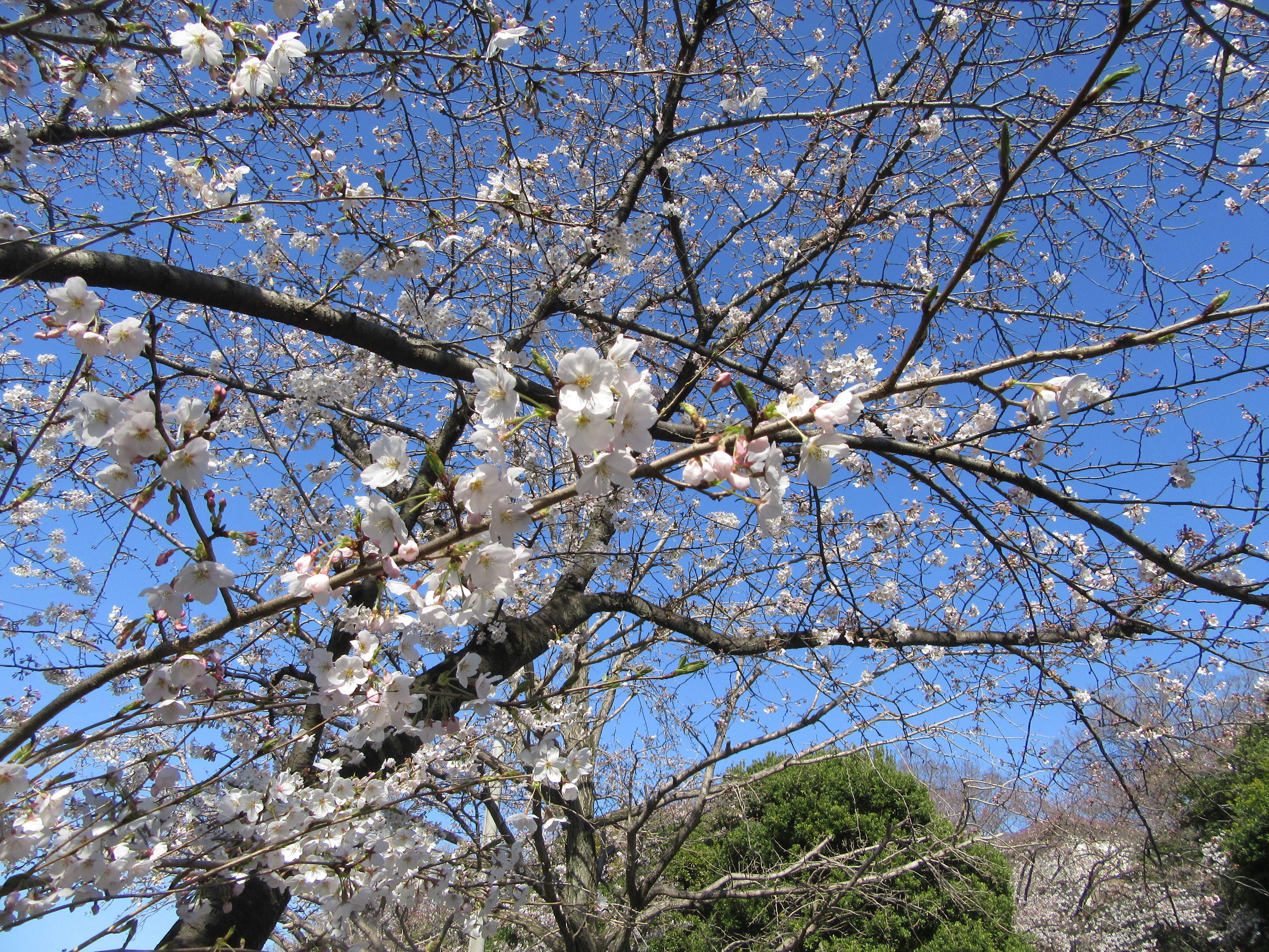 IMG_8056.jpg