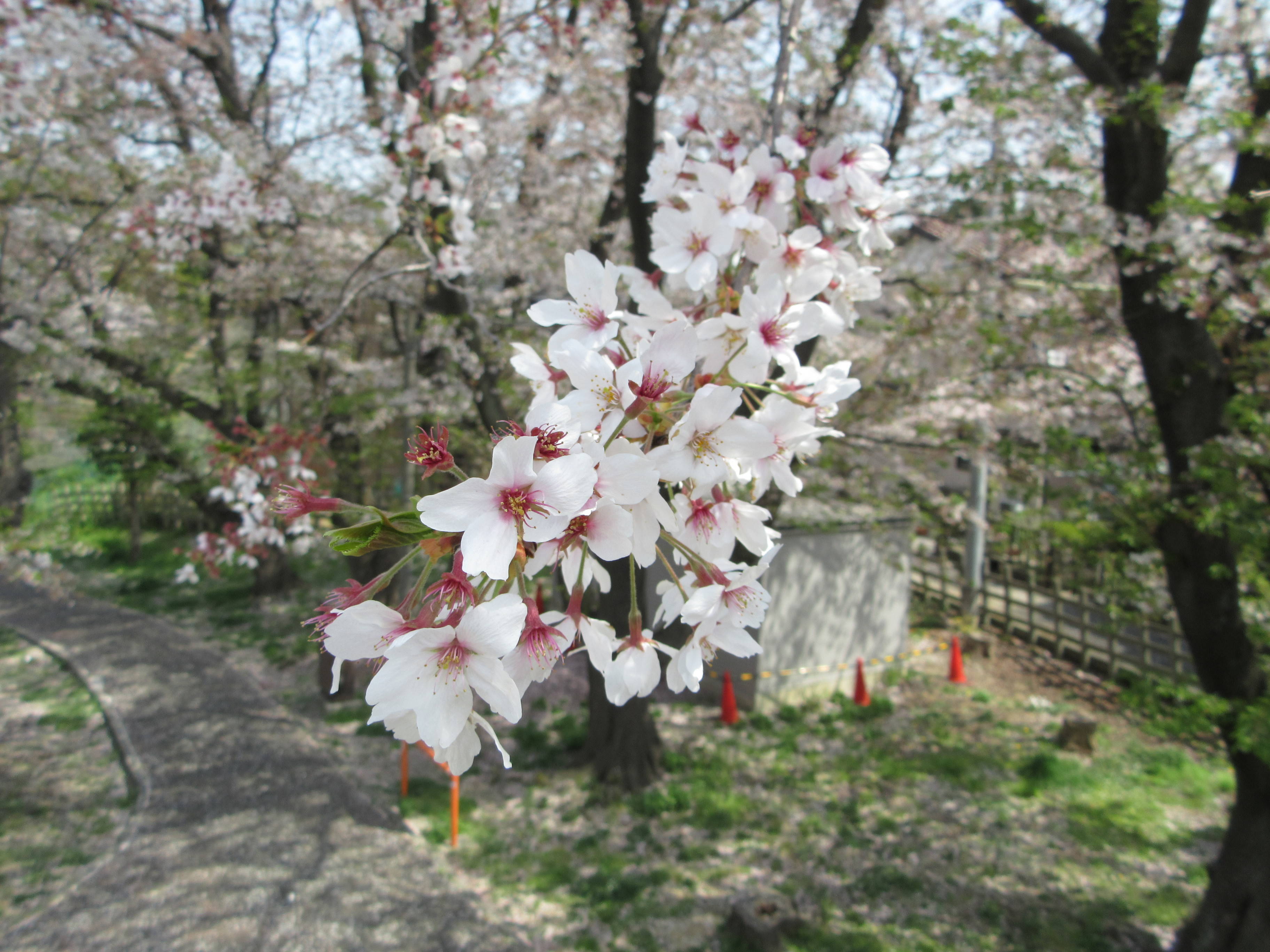 IMG_8367.jpg