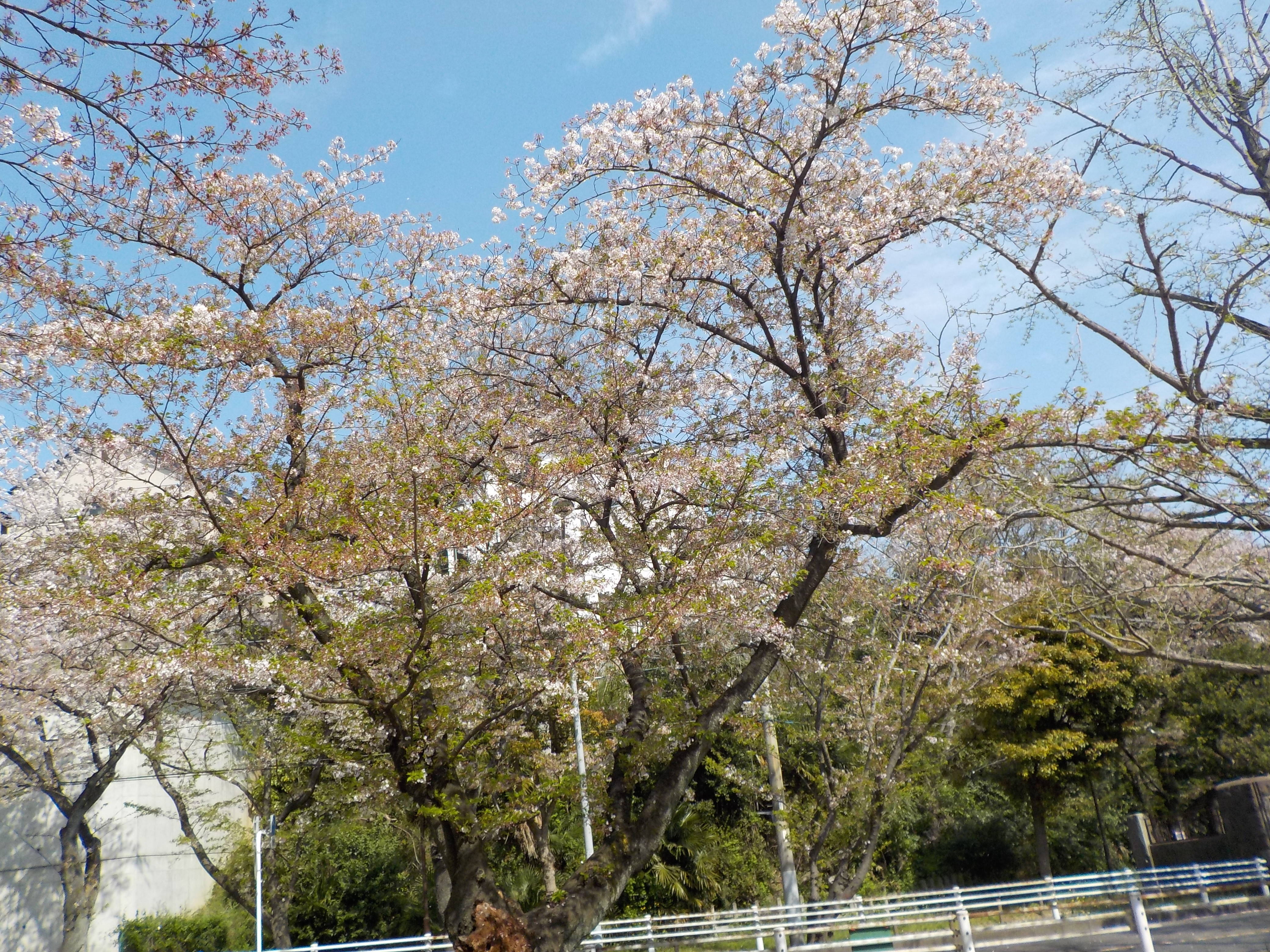 DSCN4585.jpg