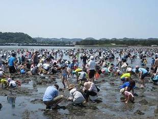 2016年海の公園「潮干狩り」報告