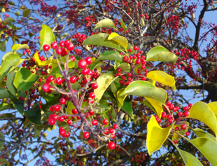 海の公園冬の風景②