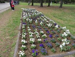 金沢高校協働花壇