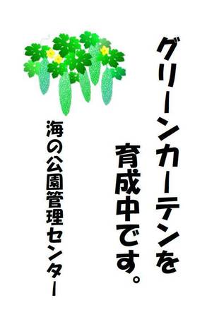 海の公園の「ゴーヤ」すくすくと成長中！