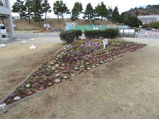 管理センター前の花壇に花を植えていただきました