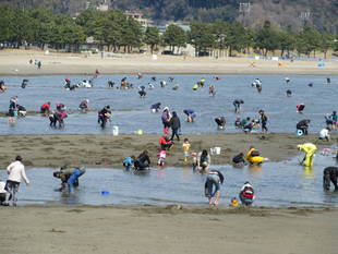 2017海の公園 「潮干狩り」 報告 【3月28日号】