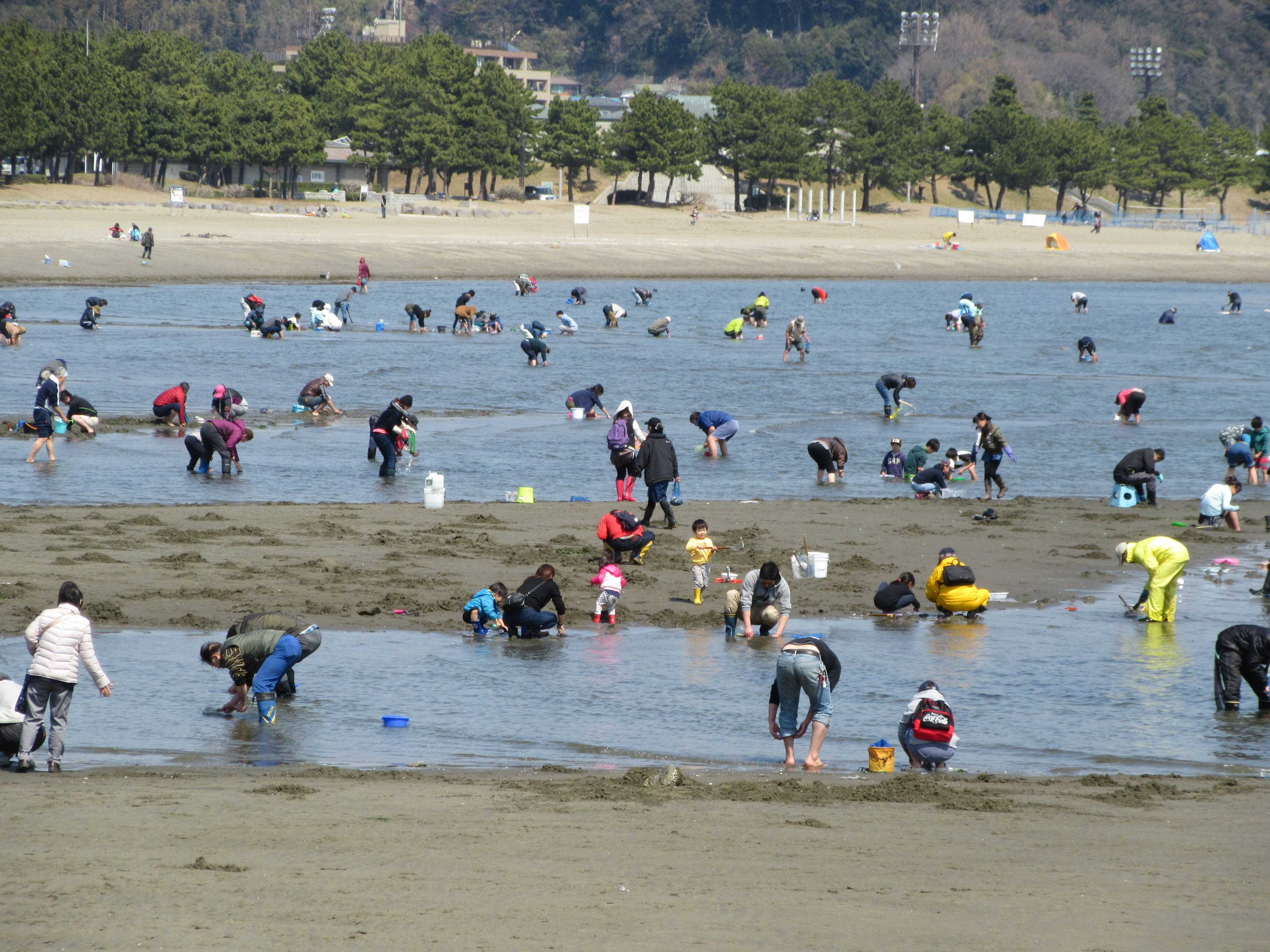 2017海の公園 「潮干狩り」 報告 【3月28日号】の写真