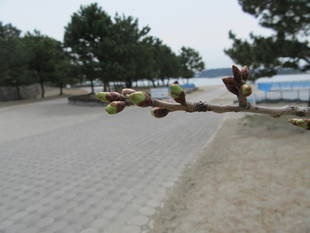 海の公園桜開花情報【3月23日号】