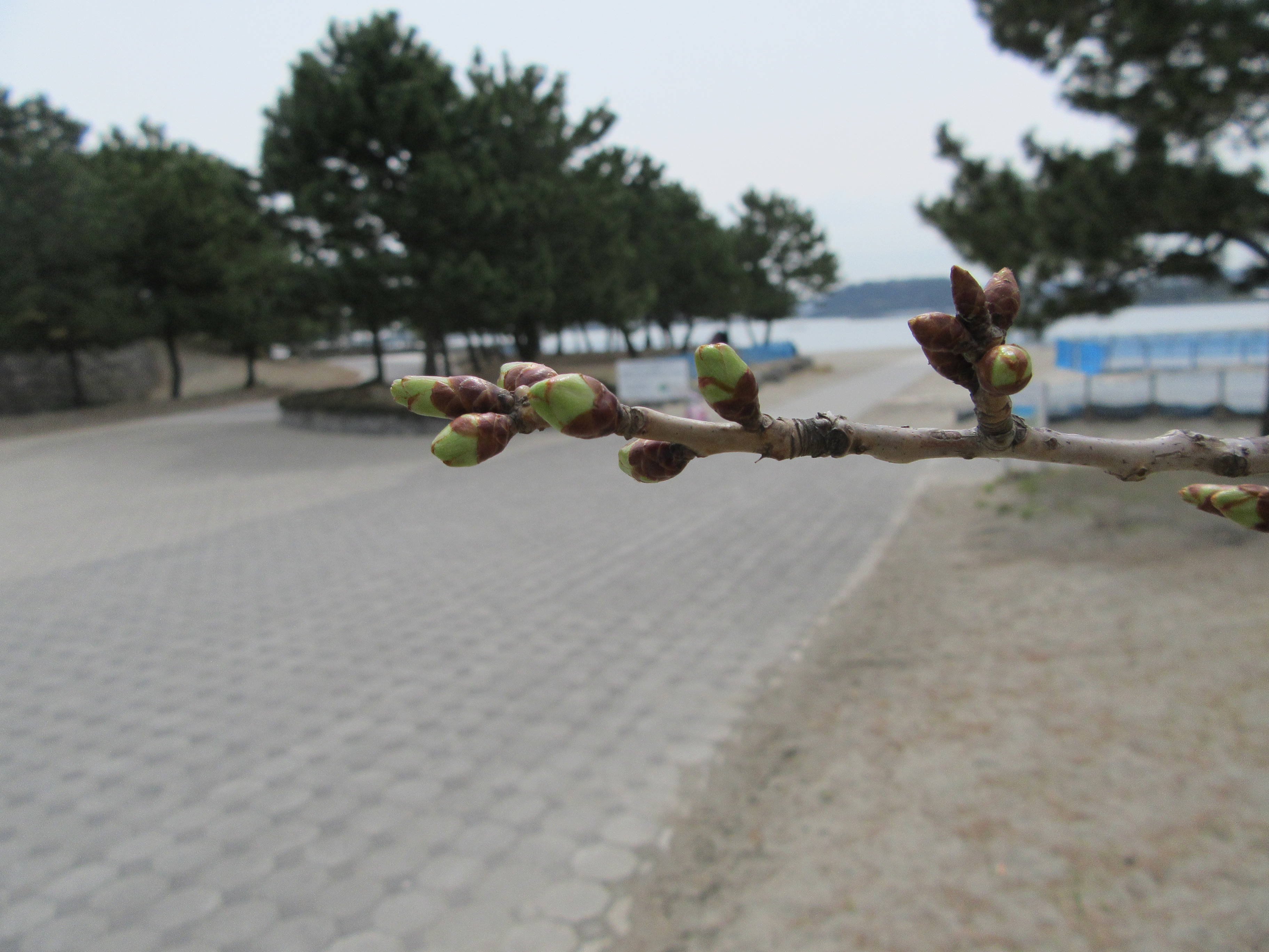 海の公園桜開花情報【3月23日号】の写真