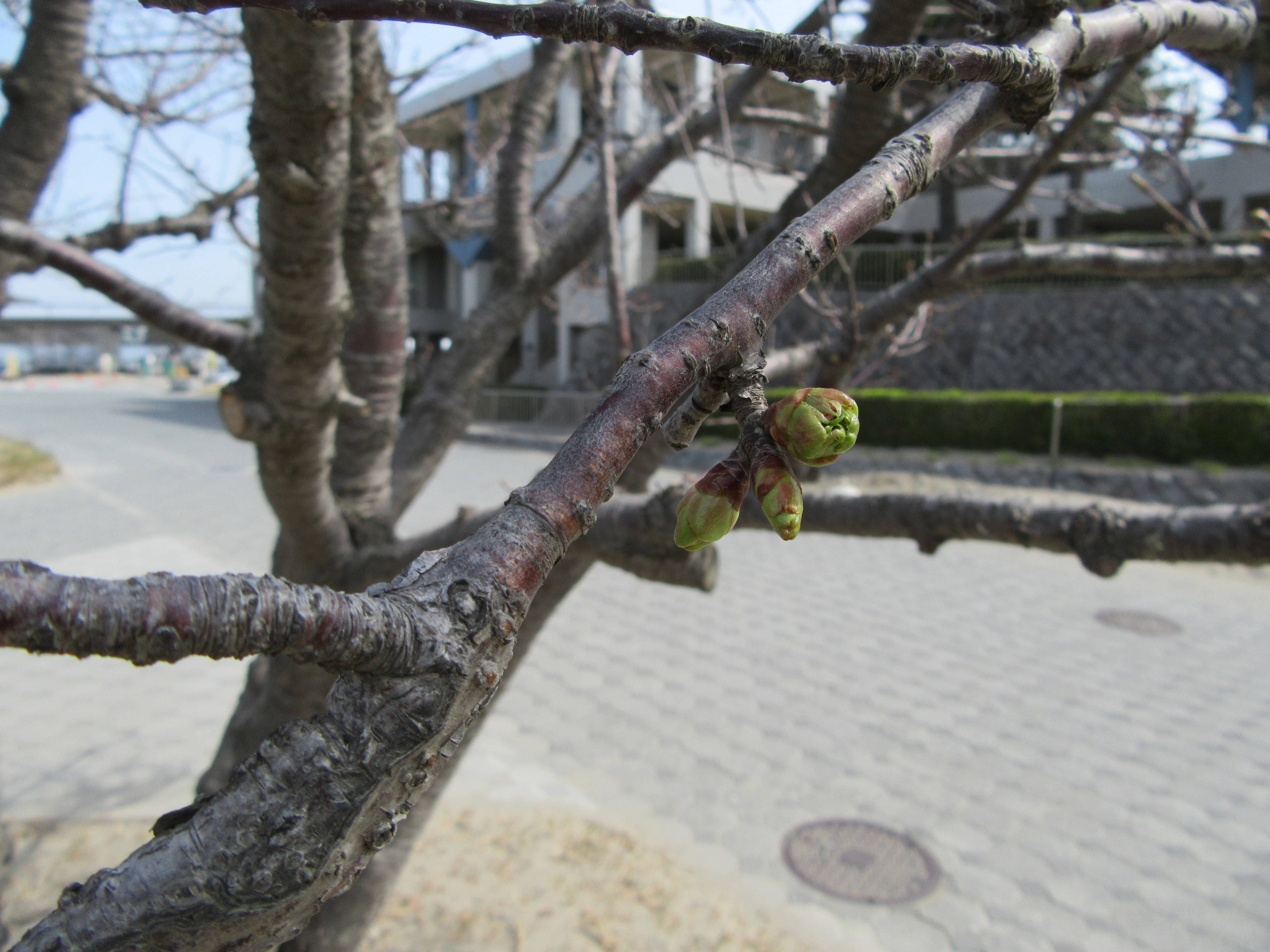 海の公園桜開花情報【3月25日号】の写真