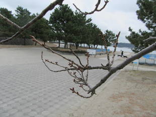 海の公園桜開花情報【3月16日号】