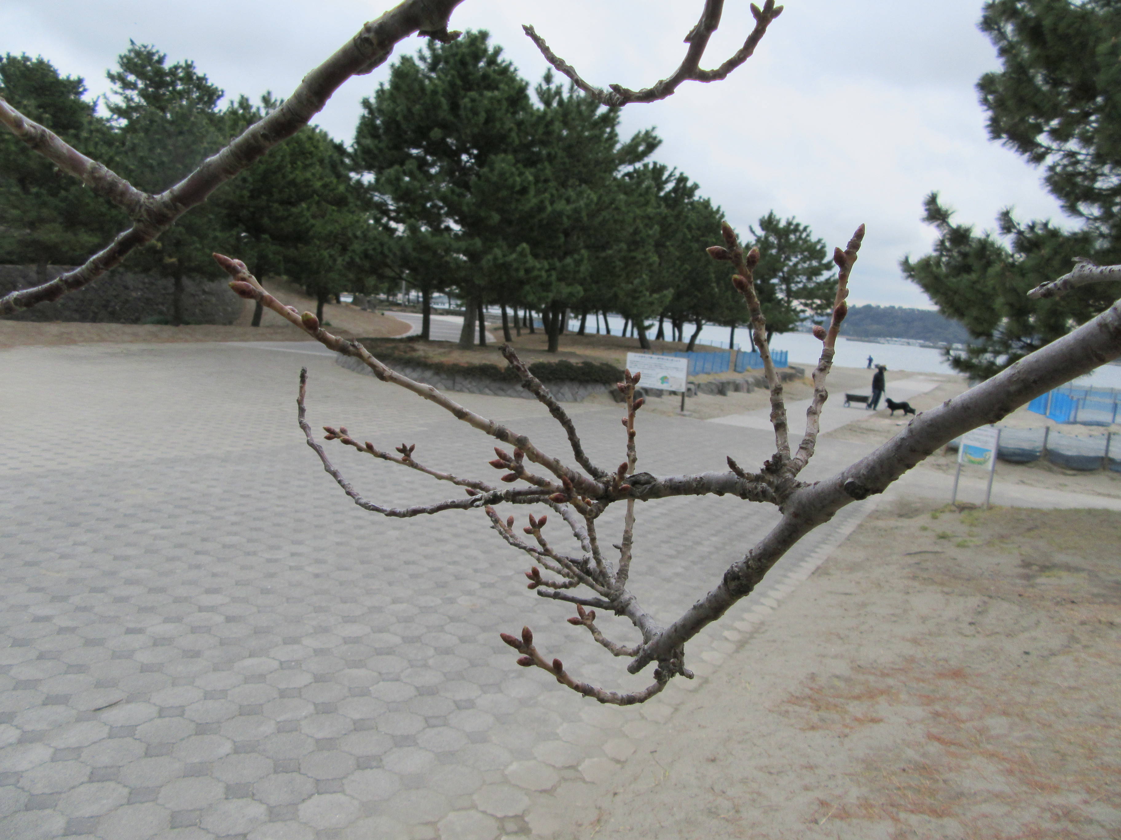 海の公園桜開花情報【3月16日号】の写真