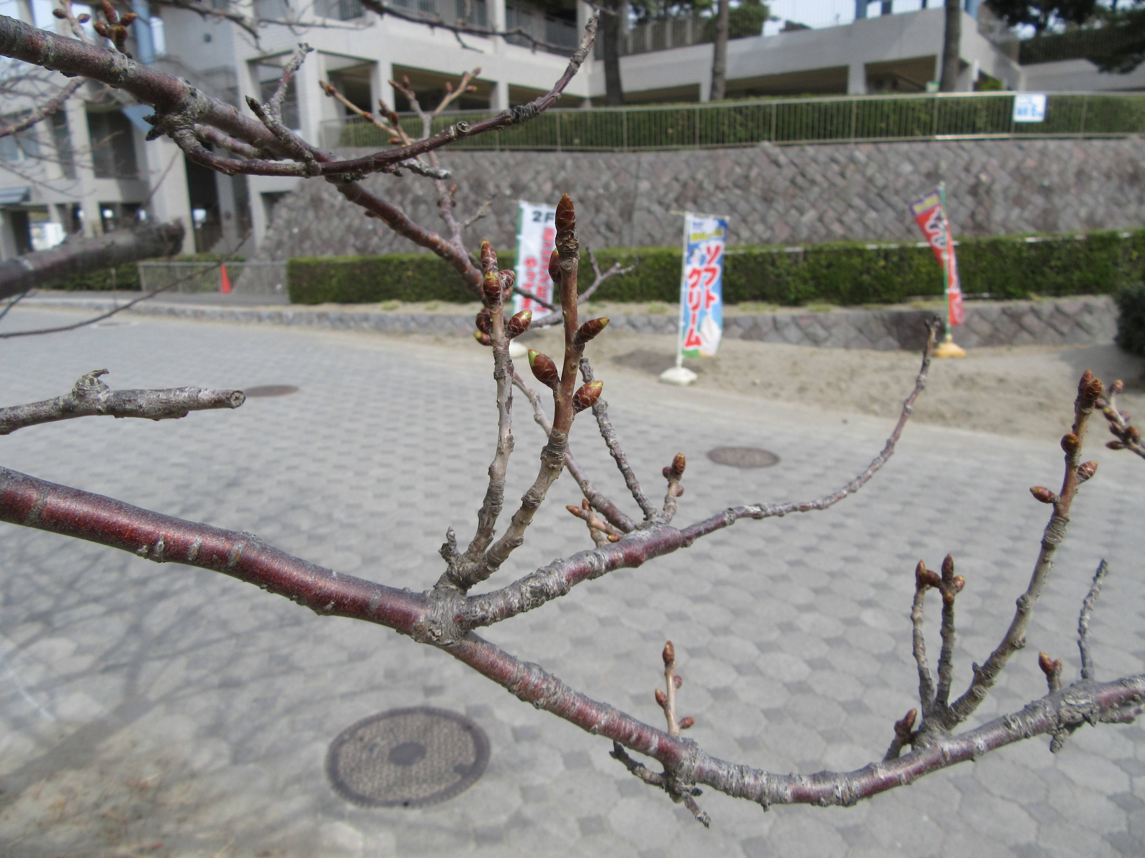 海の公園桜開花情報【3月18日号】の写真