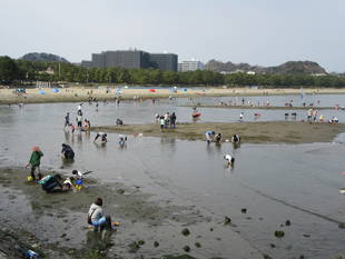 2017海の公園 「潮干狩り」 報告 【3月19日号】