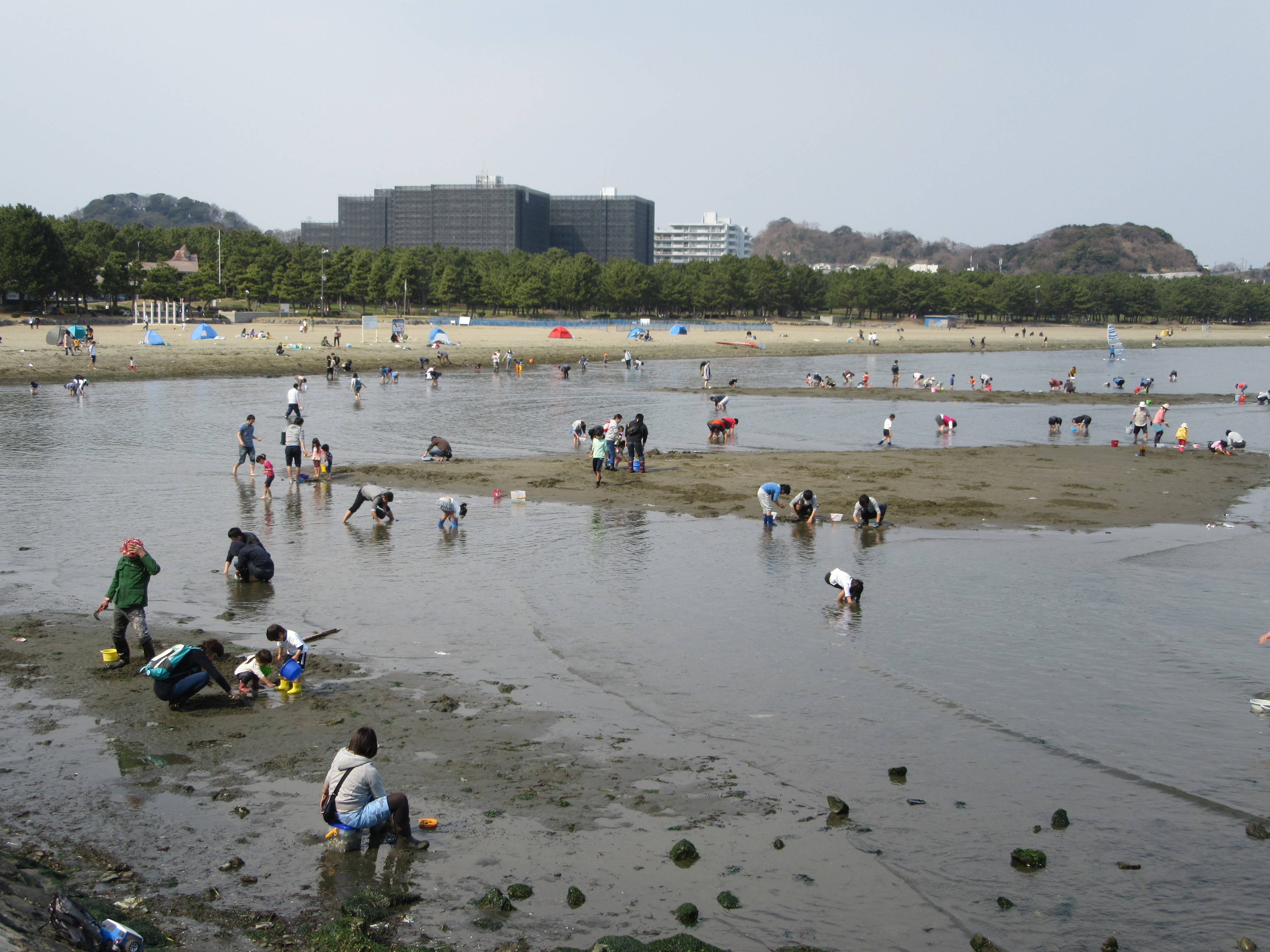 2017海の公園 「潮干狩り」 報告 【3月19日号】の写真