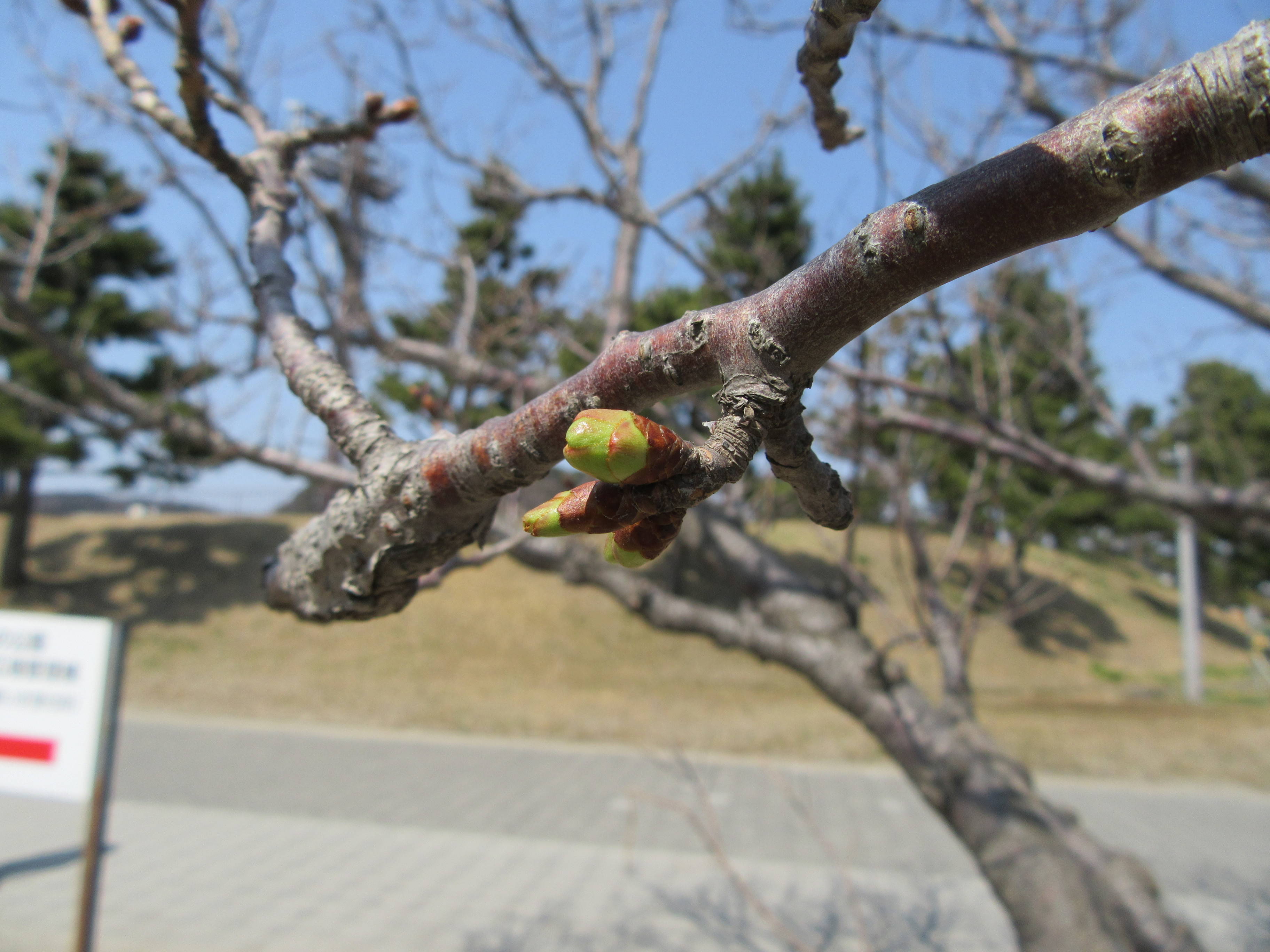 海の公園桜開花情報【3月20日号】の写真