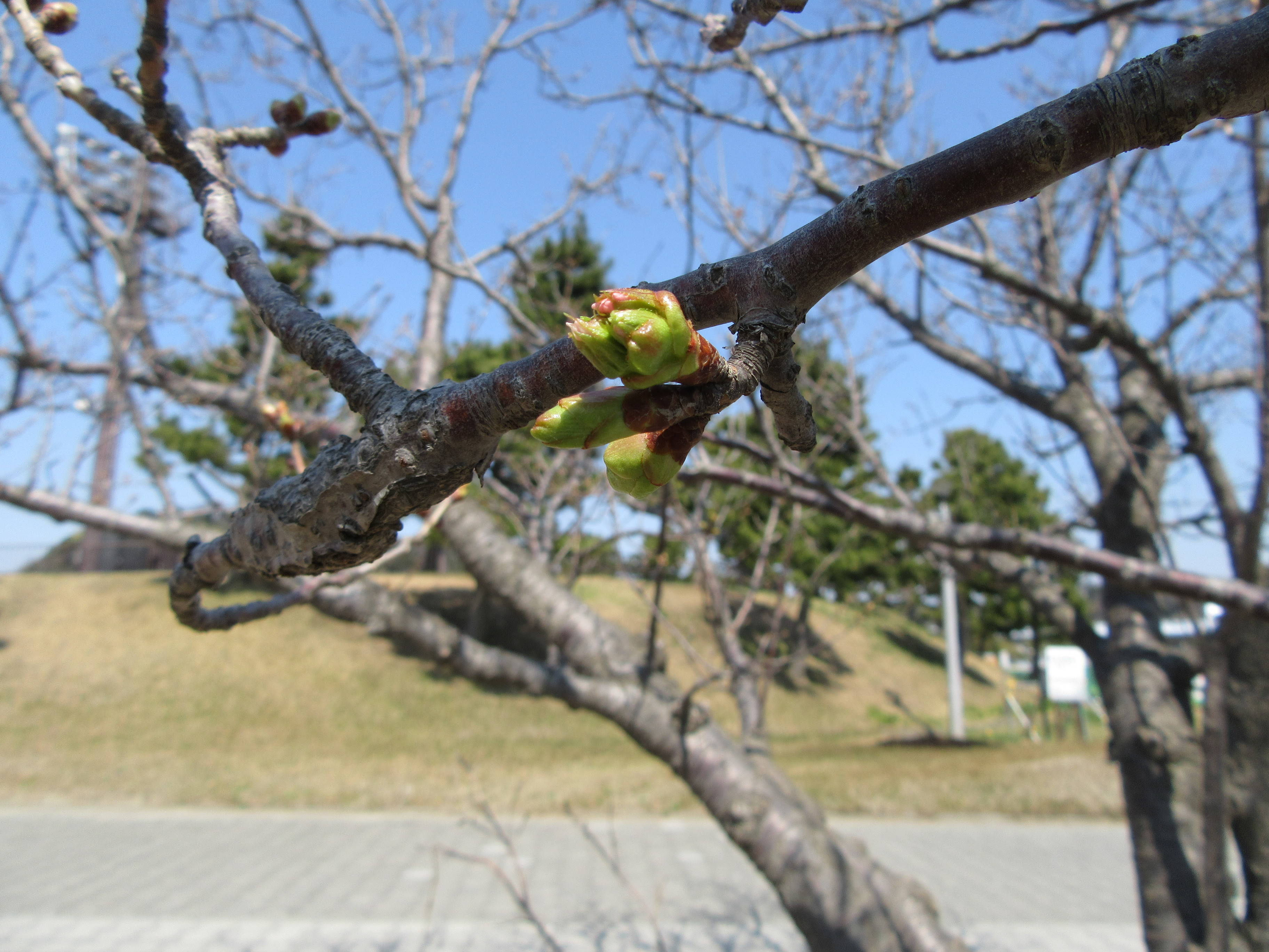 海の公園桜開花情報【3月28日号】の写真