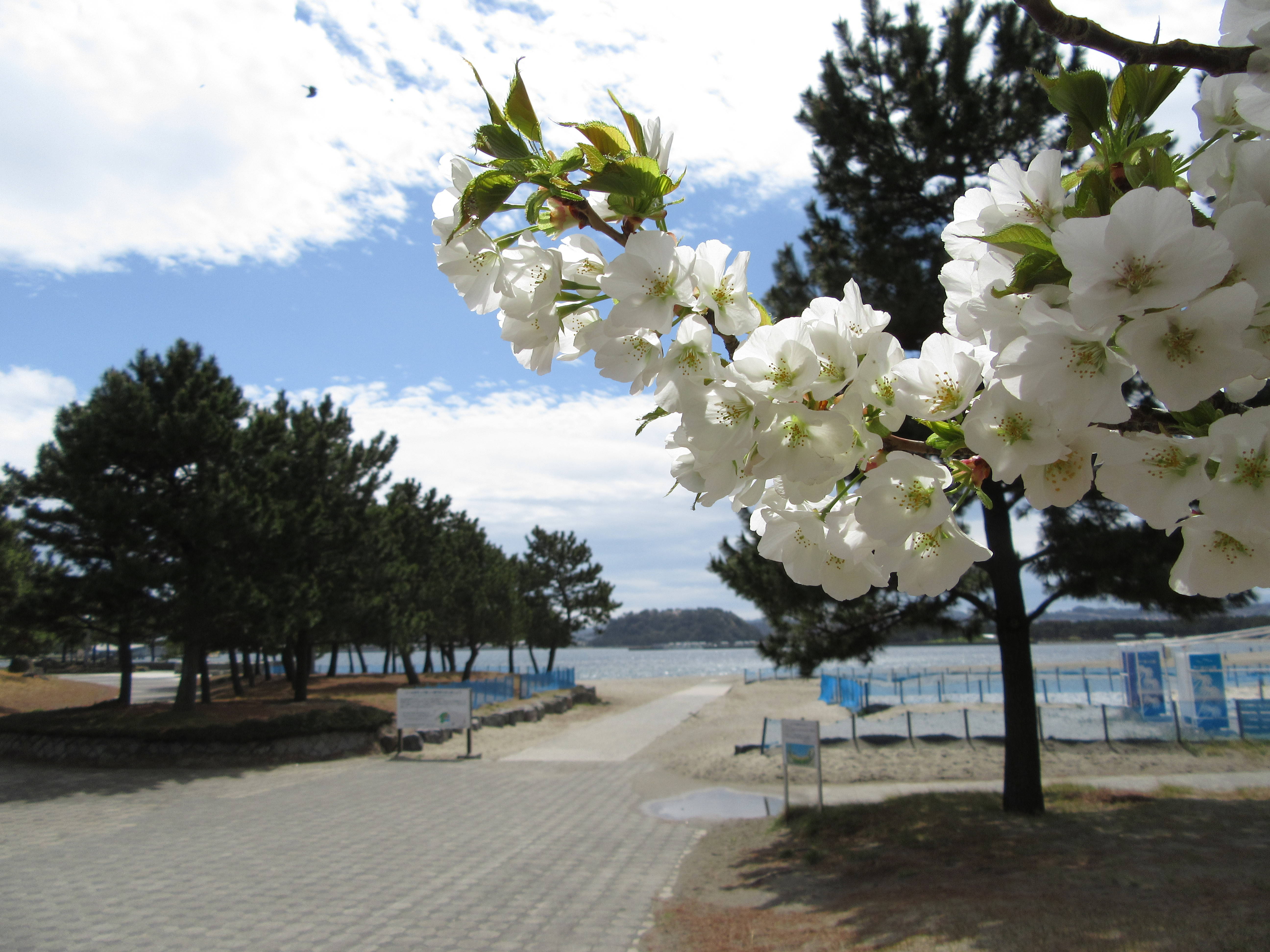 桜を眺めながら海の公園をウォーキングの写真