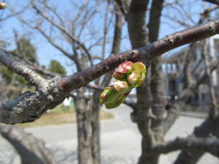海の公園桜開花情報【3月30日号】