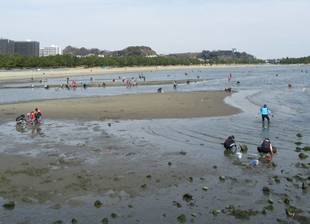 2017海の公園 「潮干狩り」 報告 【3月13日号】