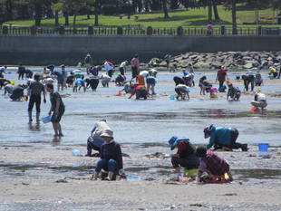 2017海の公園 「潮干狩り」 報告 【4月14日号】
