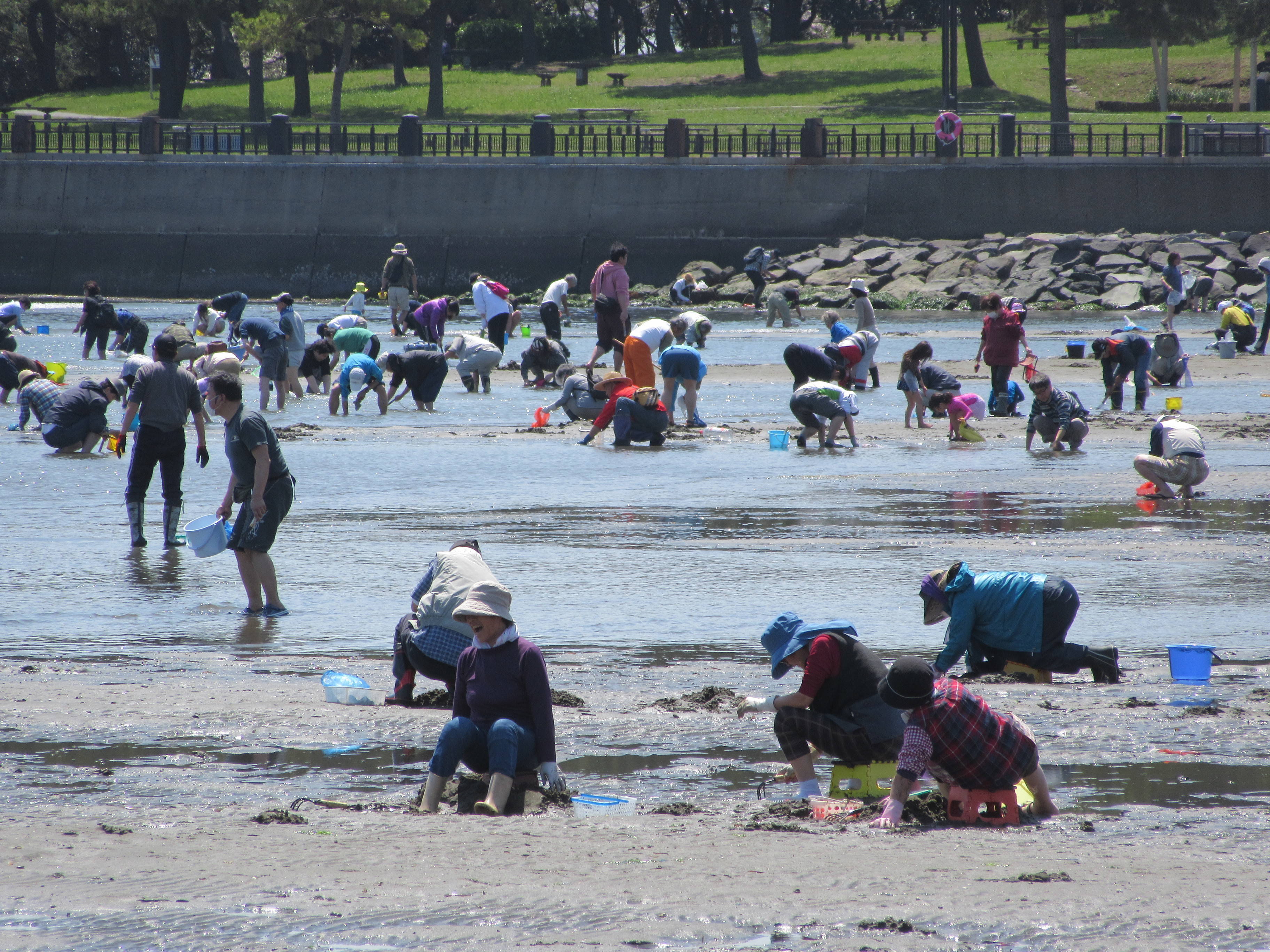 2017海の公園 「潮干狩り」 報告 【4月14日号】の写真
