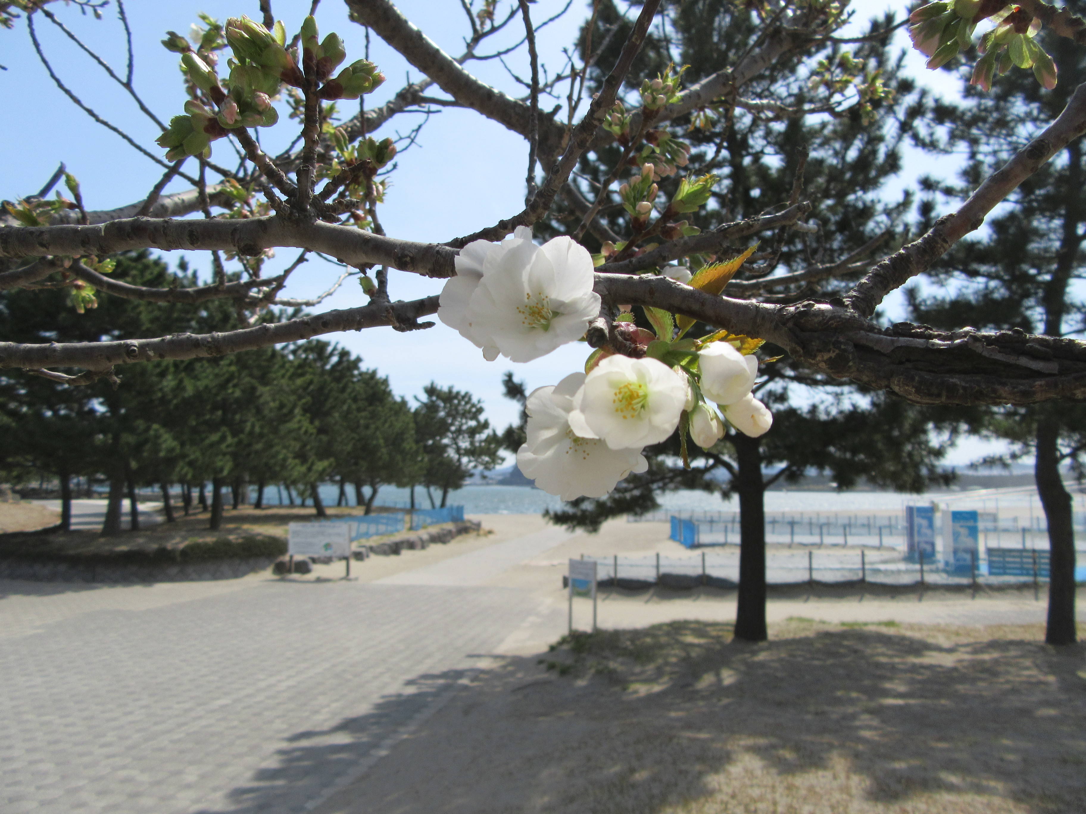 海の公園桜開花情報【4月6日号】の写真