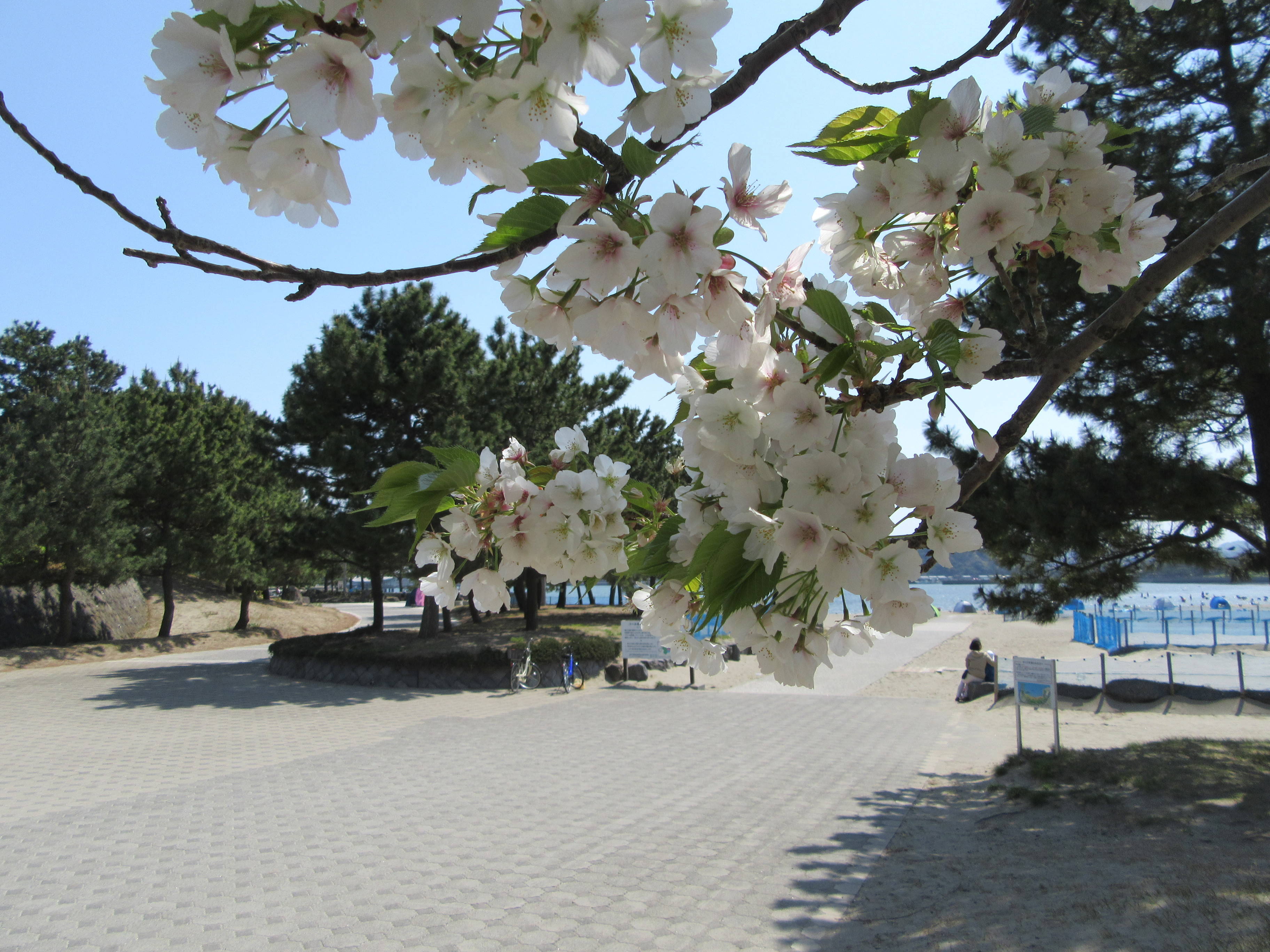 海の公園桜開花情報【4月14日号】の写真