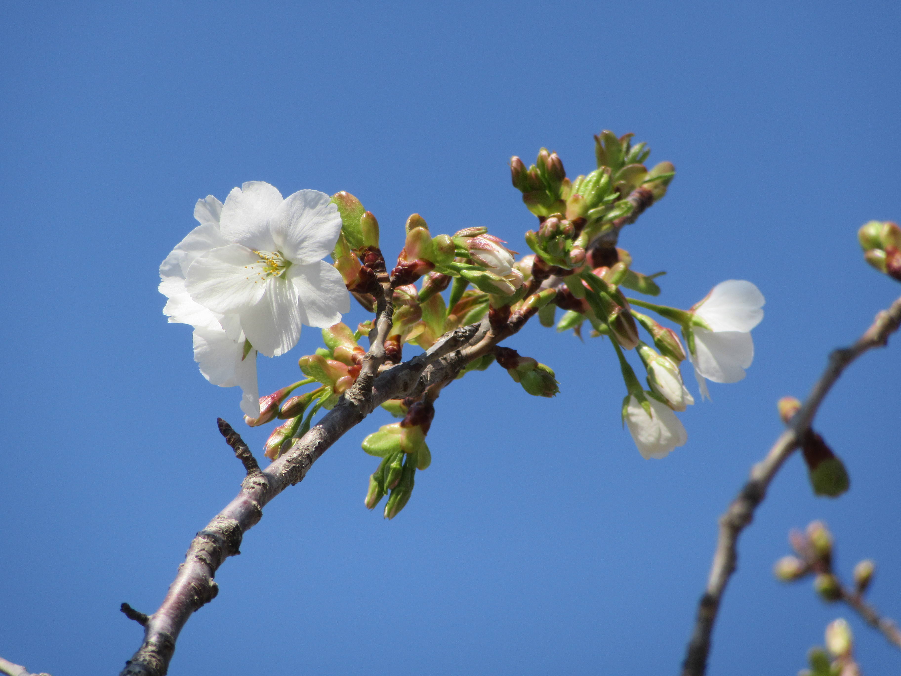 海の公園桜開花情報【4月3日号】の写真