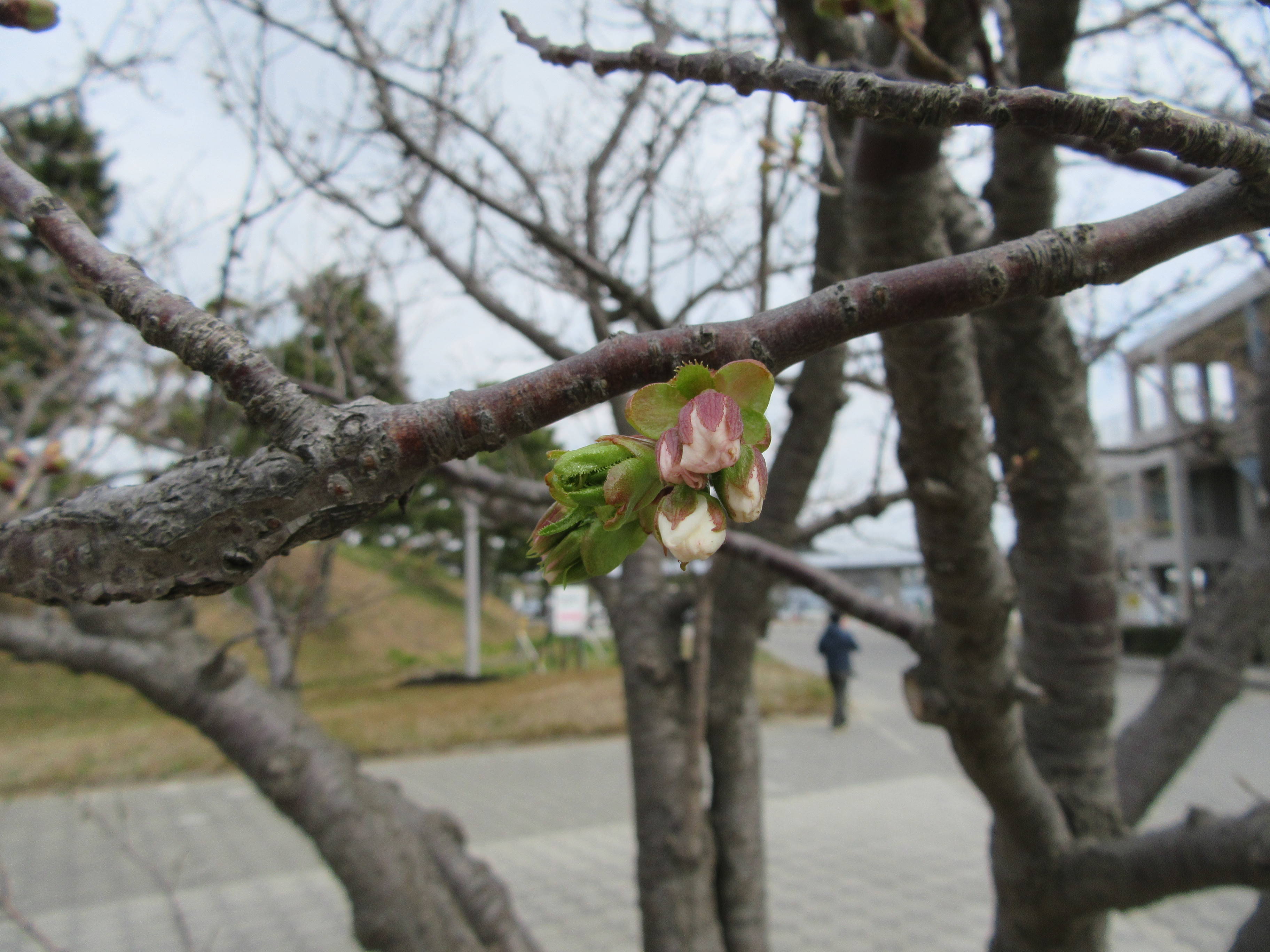 海の公園桜開花情報【4月2日号】の写真