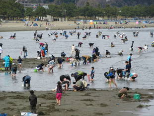 2017海の公園 「潮干狩り」 報告 【4月2日号】