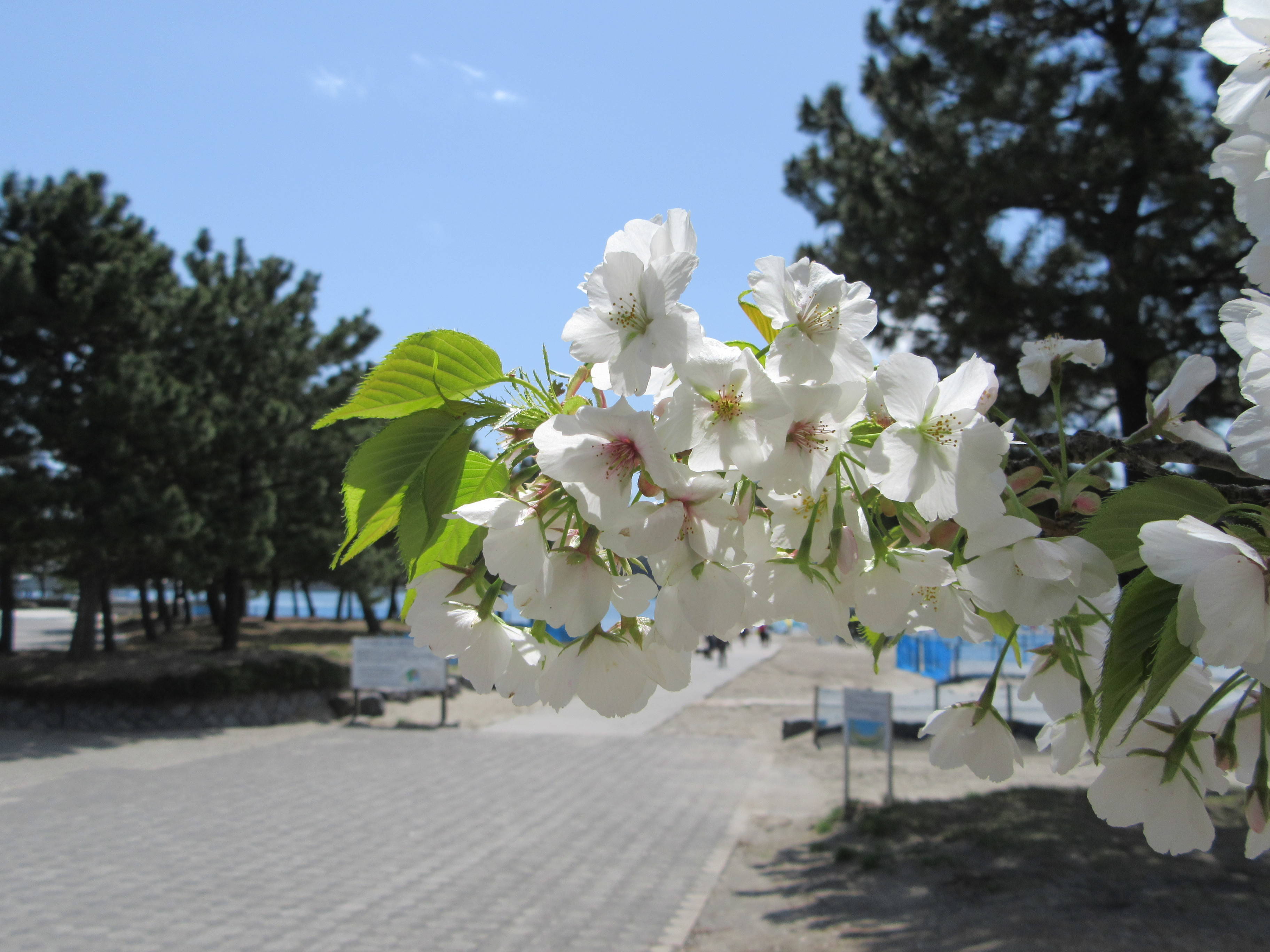 海の公園桜開花情報【4月12日号】の写真