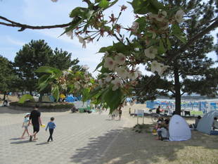 海の公園桜開花情報【4月16日号】