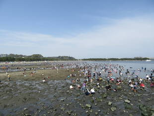 2017海の公園 「潮干狩り」 報告 【4月16日号】