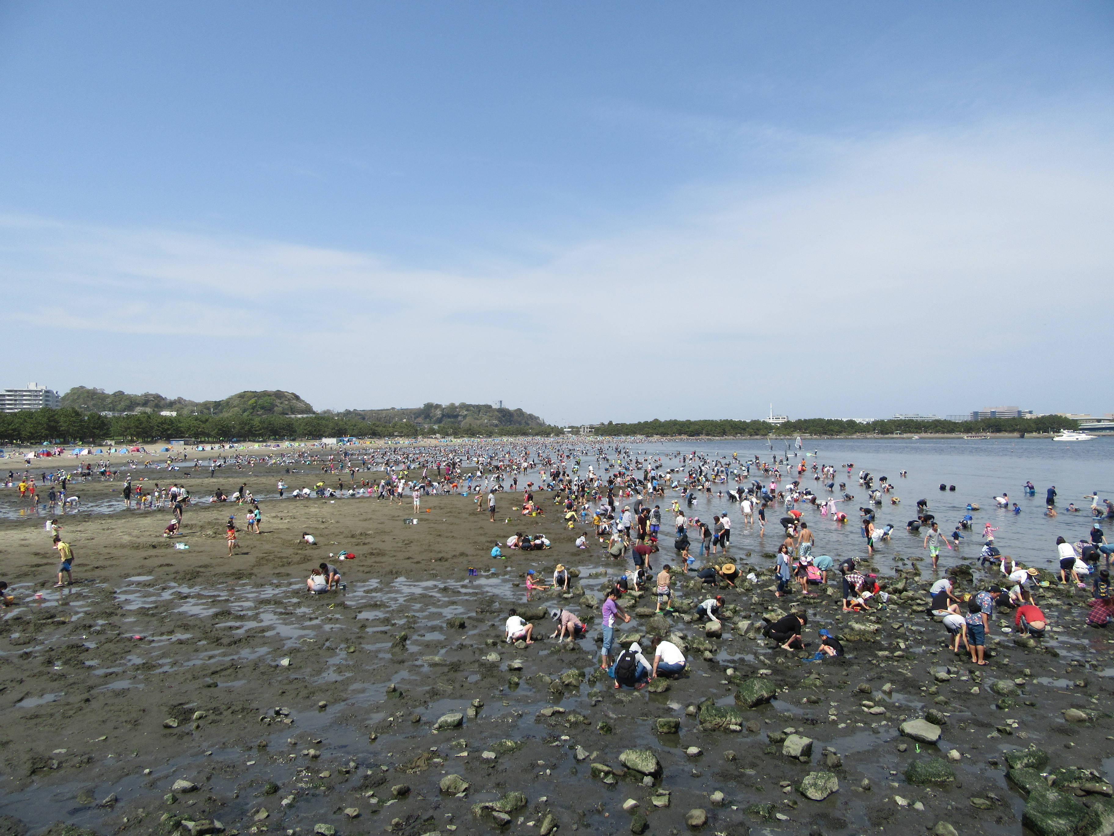 2017海の公園 「潮干狩り」 報告 【4月16日号】の写真