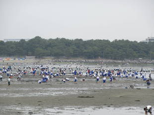 2017海の公園 「潮干狩り」 報告 【5月25日号】