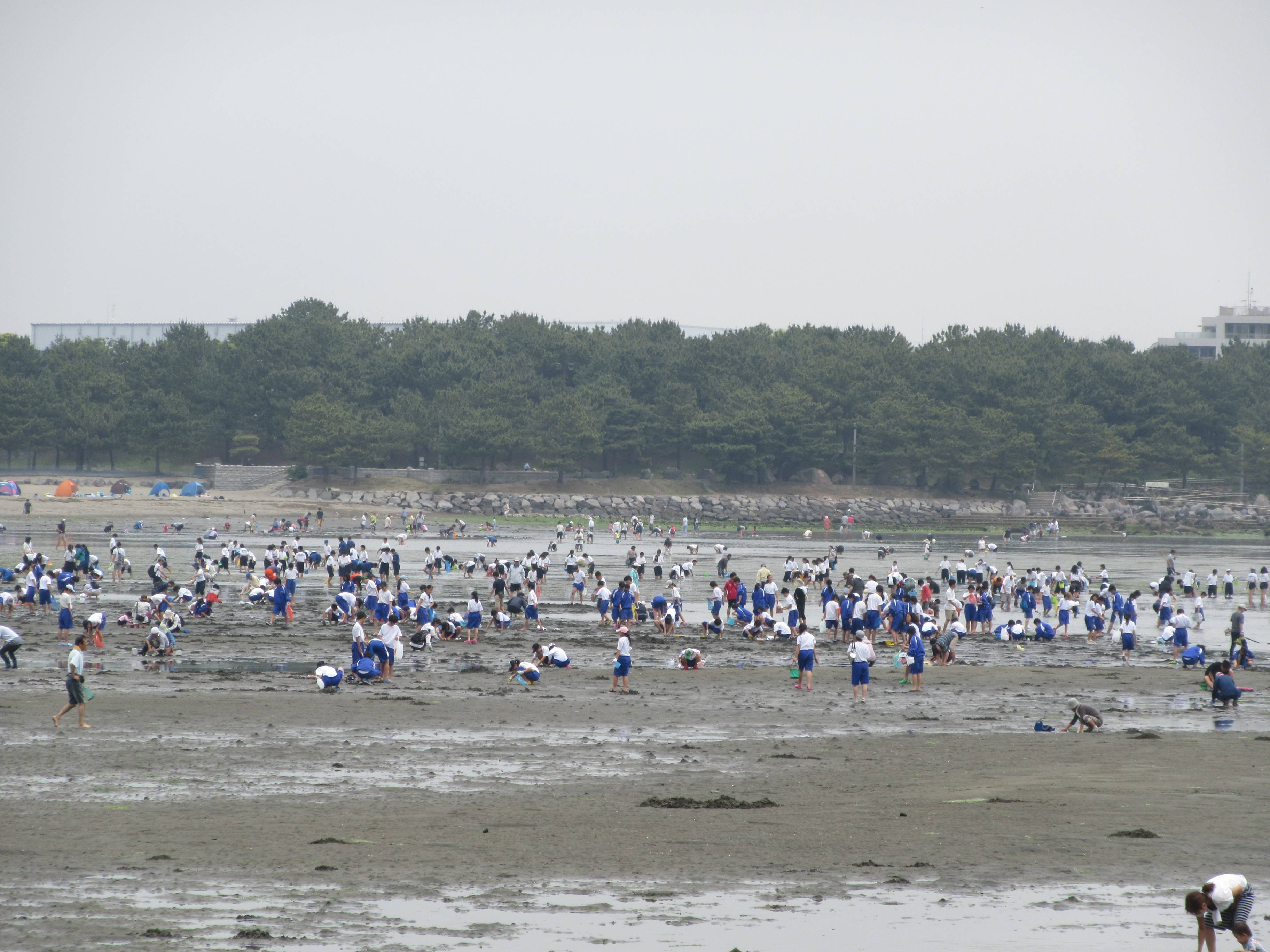 2017海の公園 「潮干狩り」 報告 【5月25日号】の写真