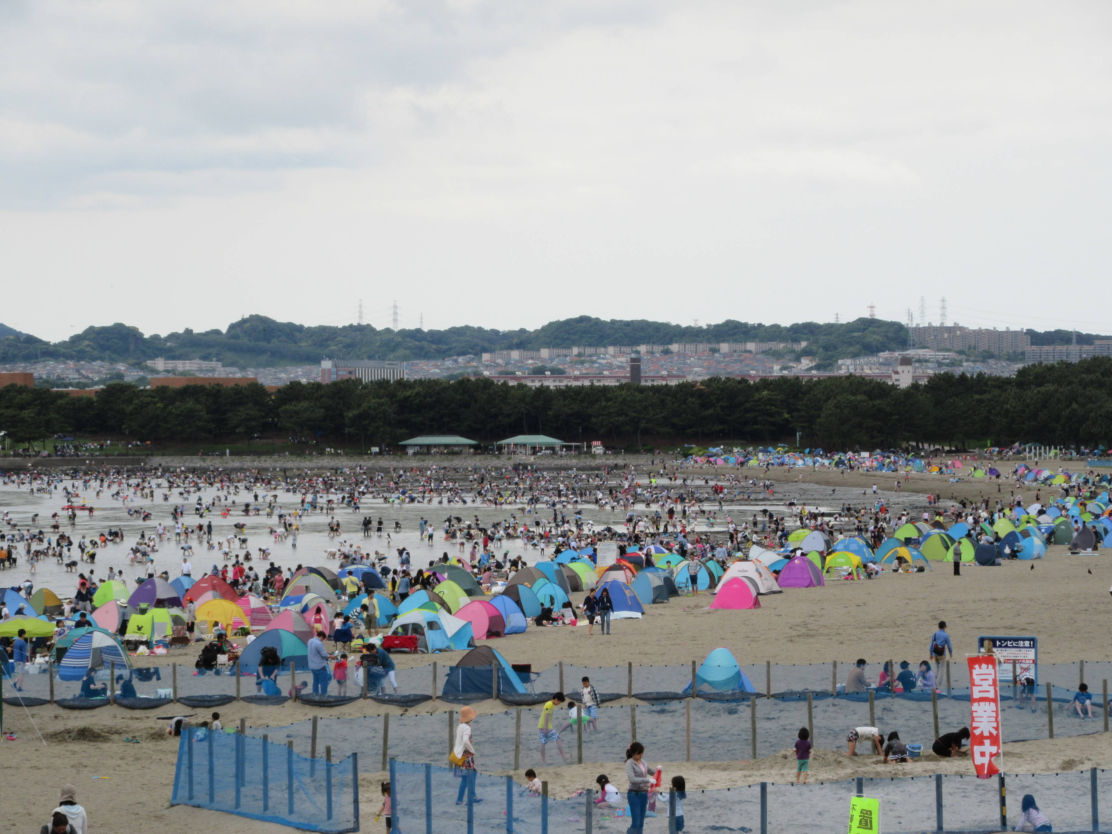 2017海の公園 「潮干狩り」 報告 【5月14日号】の写真