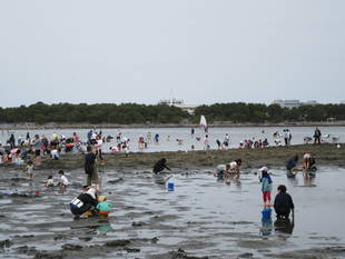2017海の公園 「潮干狩り」 報告 【5月3日号】