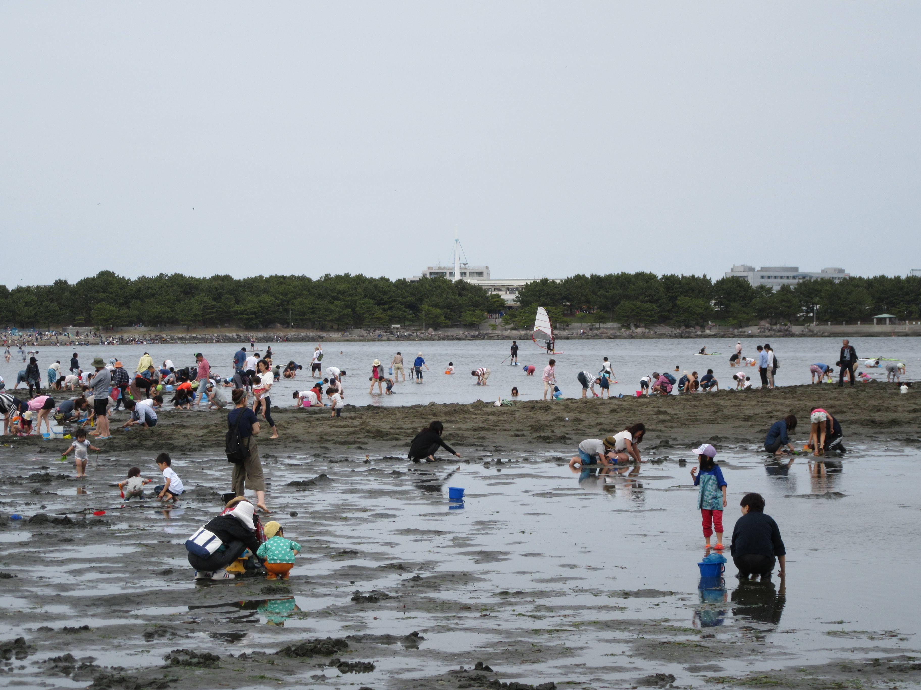 2017海の公園 「潮干狩り」 報告 【5月3日号】の写真