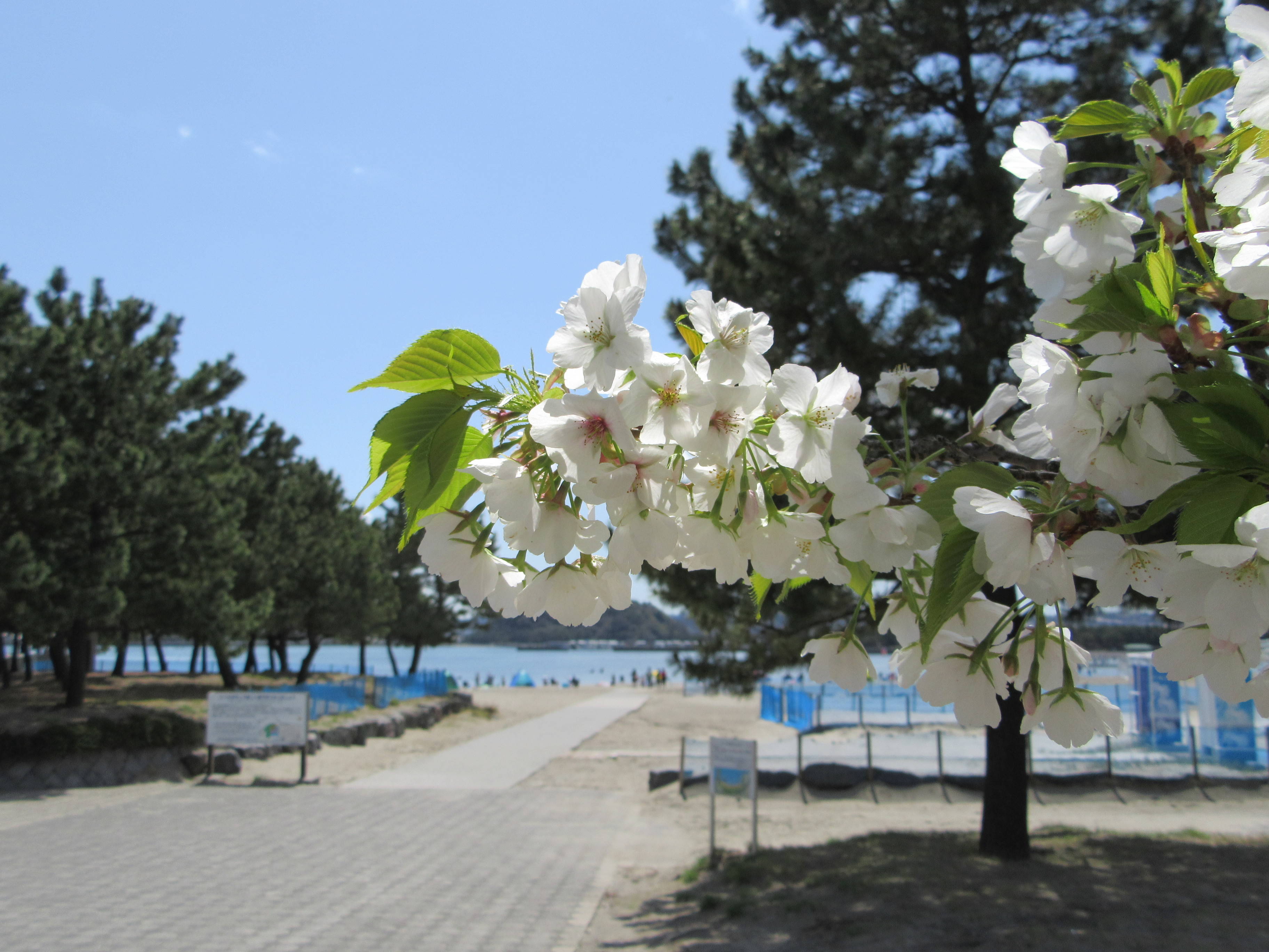 今年も海の公園の桜をお楽しみに!の写真