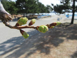 海の公園桜開花情報【3月17日号】