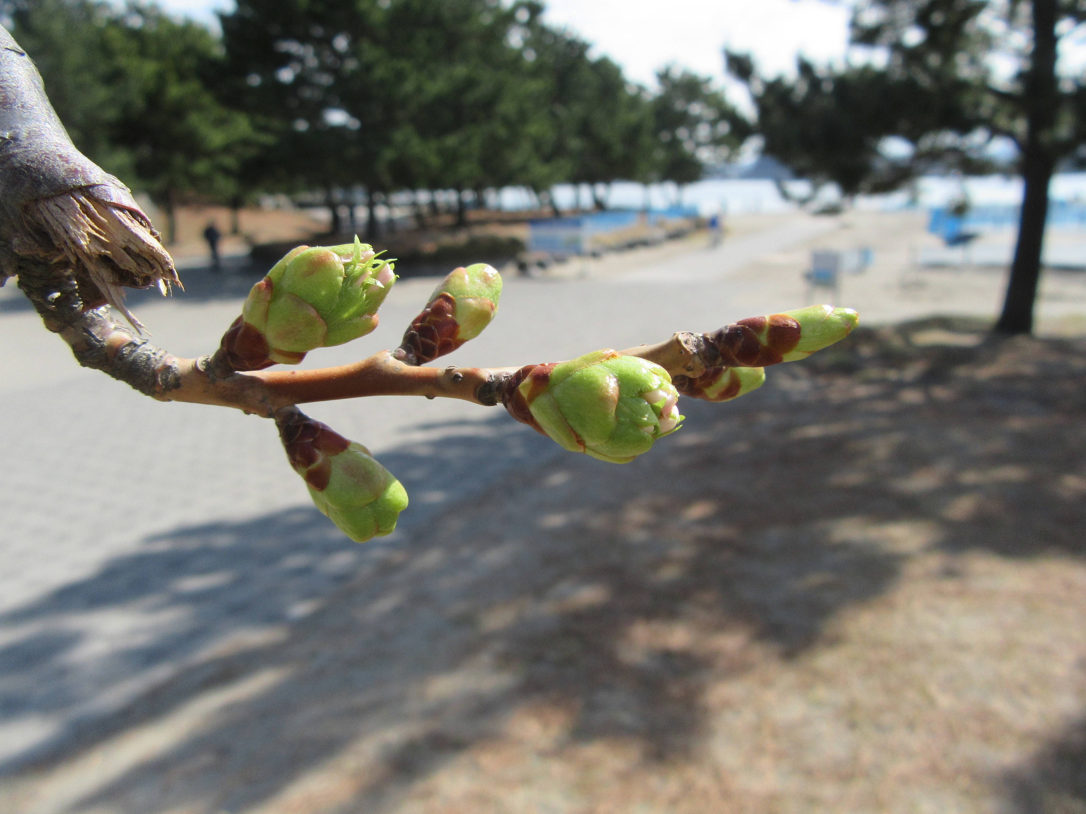 海の公園桜開花情報【3月17日号】の写真