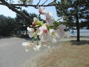 海の公園桜開花情報【3月29日号】