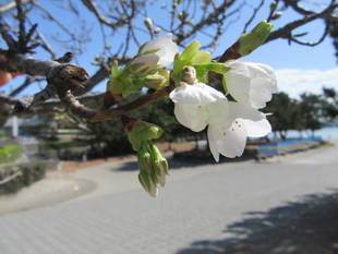 海の公園桜開花情報【3月23日号】
