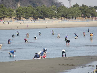2018海の公園 「潮干狩り」 報告 【3月3日号】