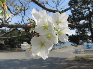 海の公園桜開花情報【3月26日号】