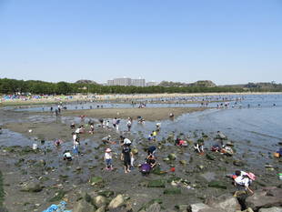 2018海の公園 「潮干狩り」 報告 【3月31日号】