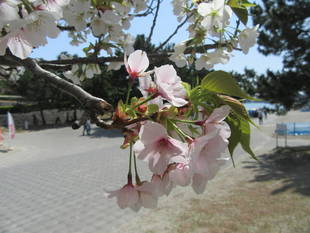 海の公園桜開花情報【3月31日号】