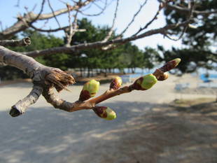 海の公園桜開花情報【3月14日号】
